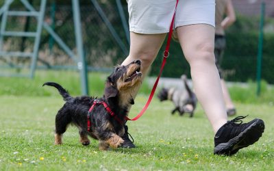Dog Training Tip: Dogs Look for A Leader