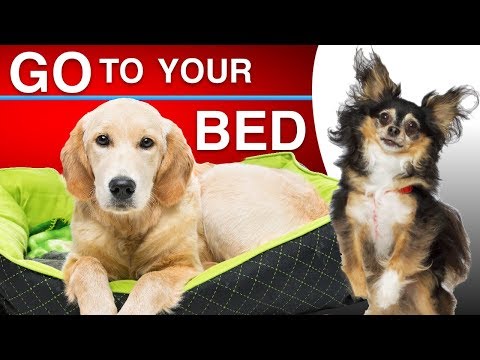 How To Teach Your Dog To Go To Their Bed When Asked